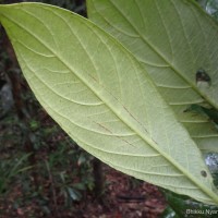 Psychotria dubia var. dubia (Wight) Alston